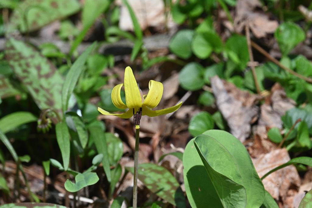 2025-04246536 Acton Arboretum, MA.JPG - Trout Lily. Acton Arboretum, MA, 4-24-2025